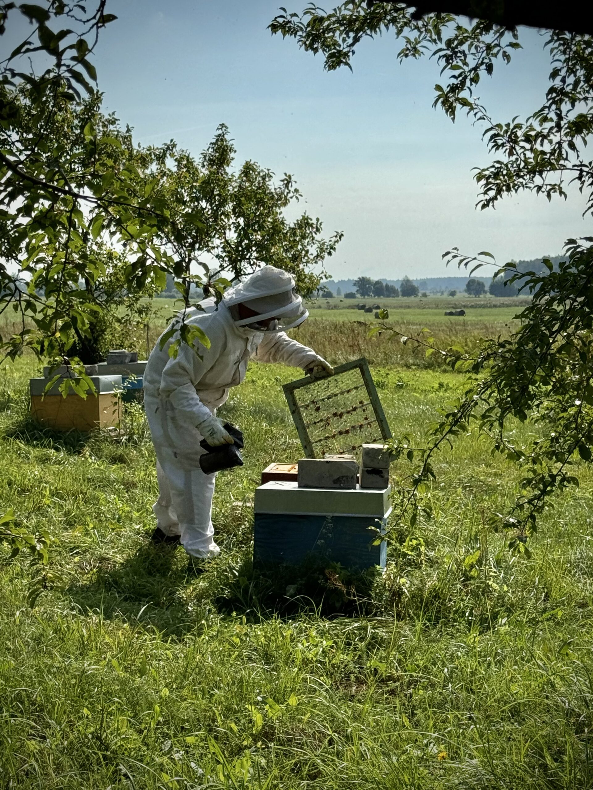 pszczelarz wyjmuje plastry miodu z ula w otoczeniu drzew i pól