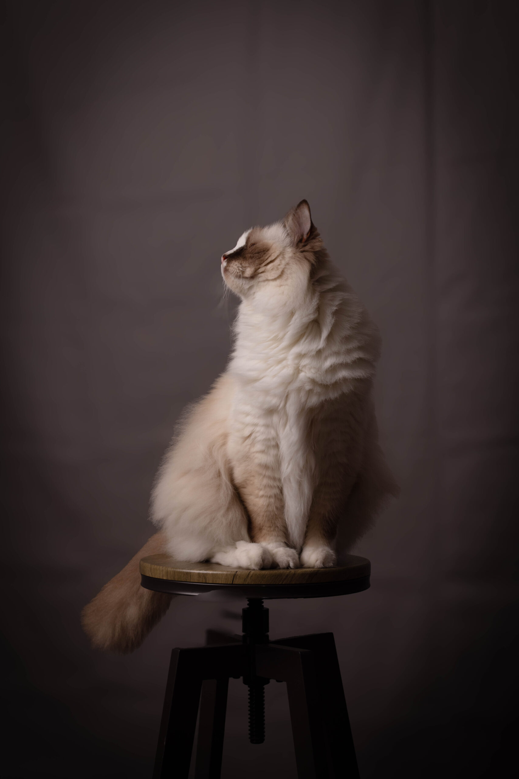 Zdjęcie studyjne kota na stołku do fotografii