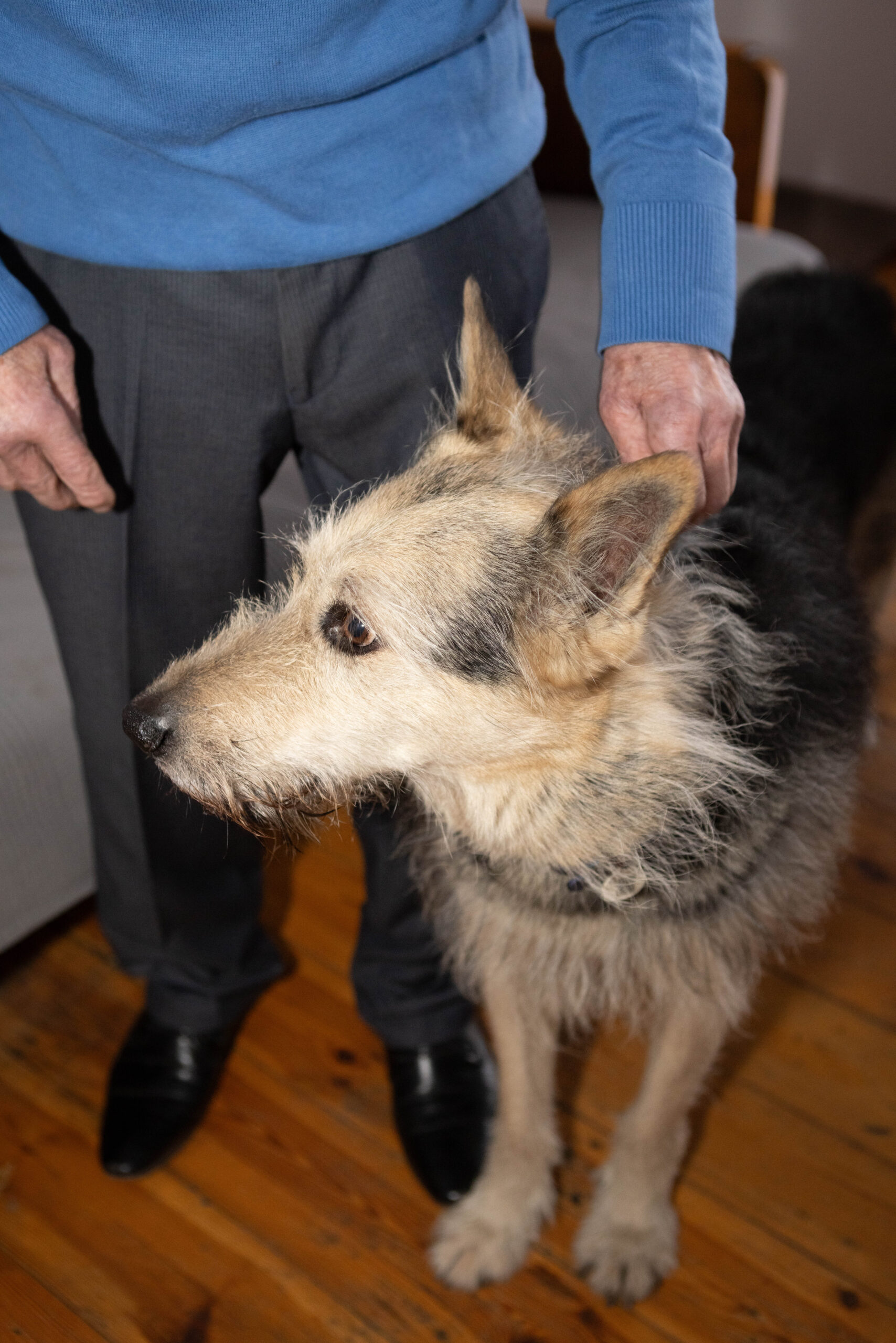 Starszy pan dziewięćdziesięciolatek w niebieskim swetrze głaszcze dużego psa